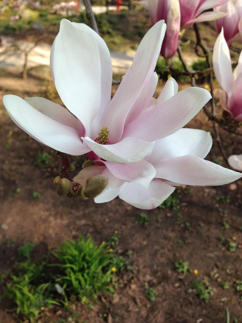 blossom bloom tree free photo