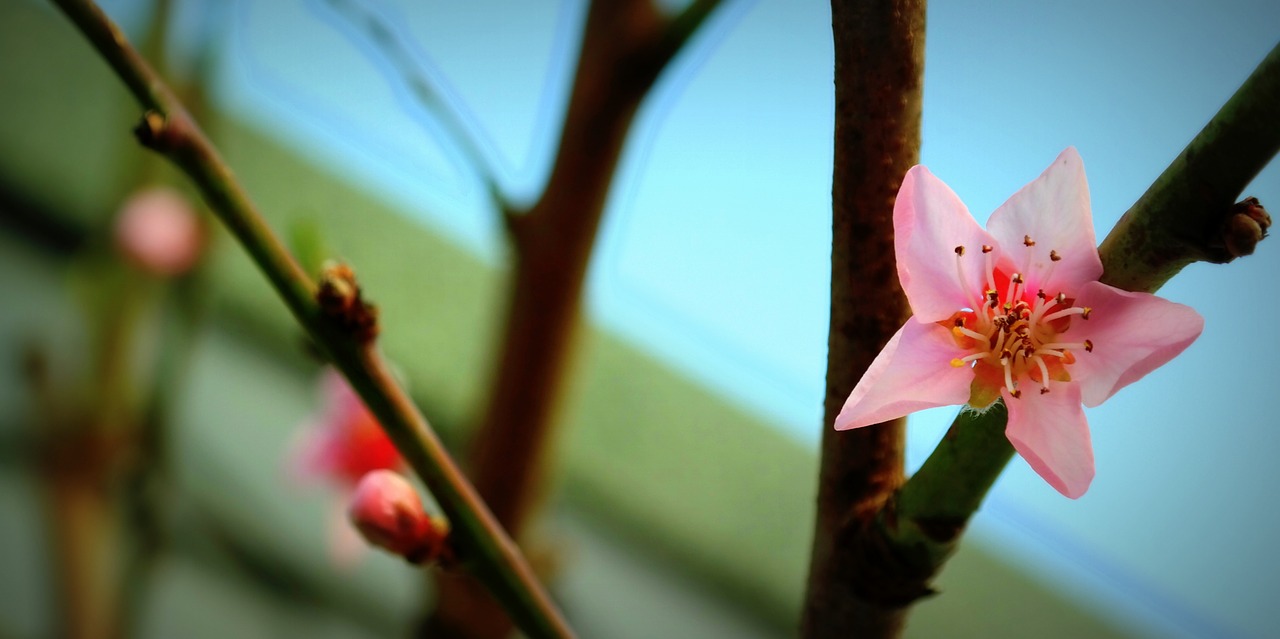 blossom bloom bud free photo