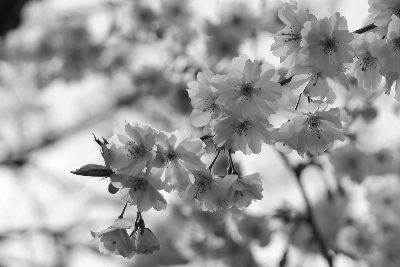 blossom bloom bud free photo