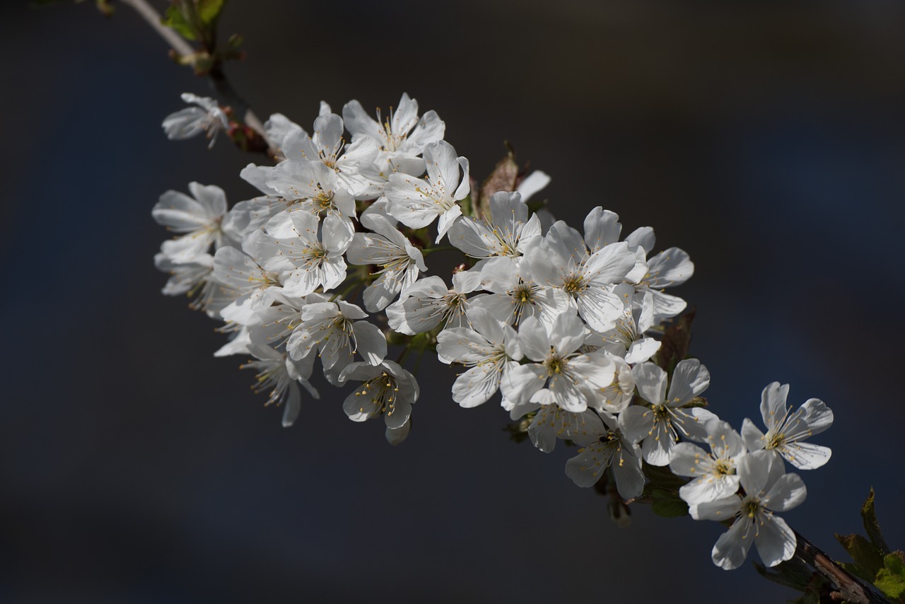 blossom bloom cherry blossom free photo