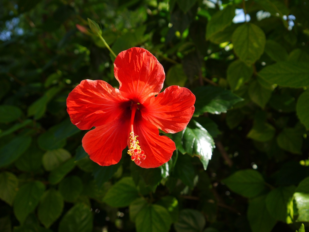 blossom bloom summer free photo