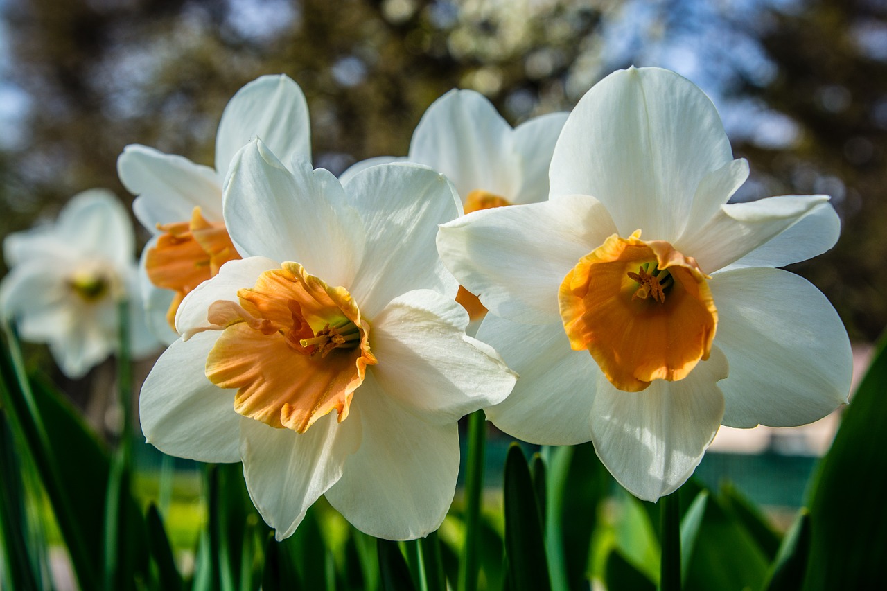 blossom bloom narcissus free photo