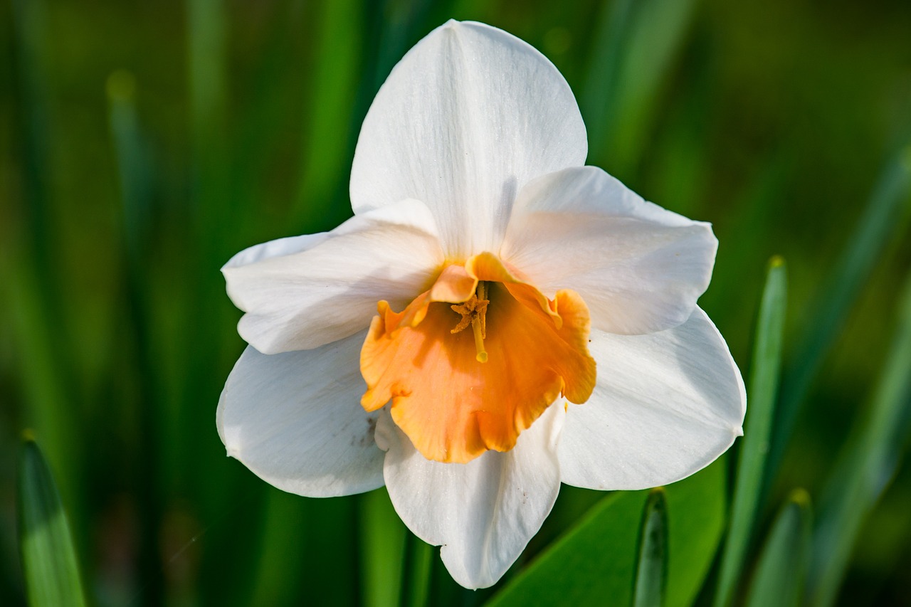 blossom bloom narcissus free photo