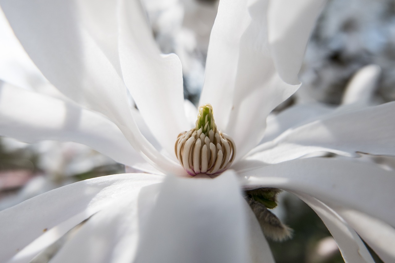 blossom bloom spring free photo