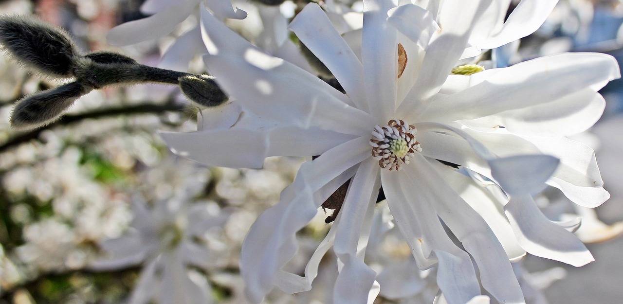 star magnolia blossom bloom free photo