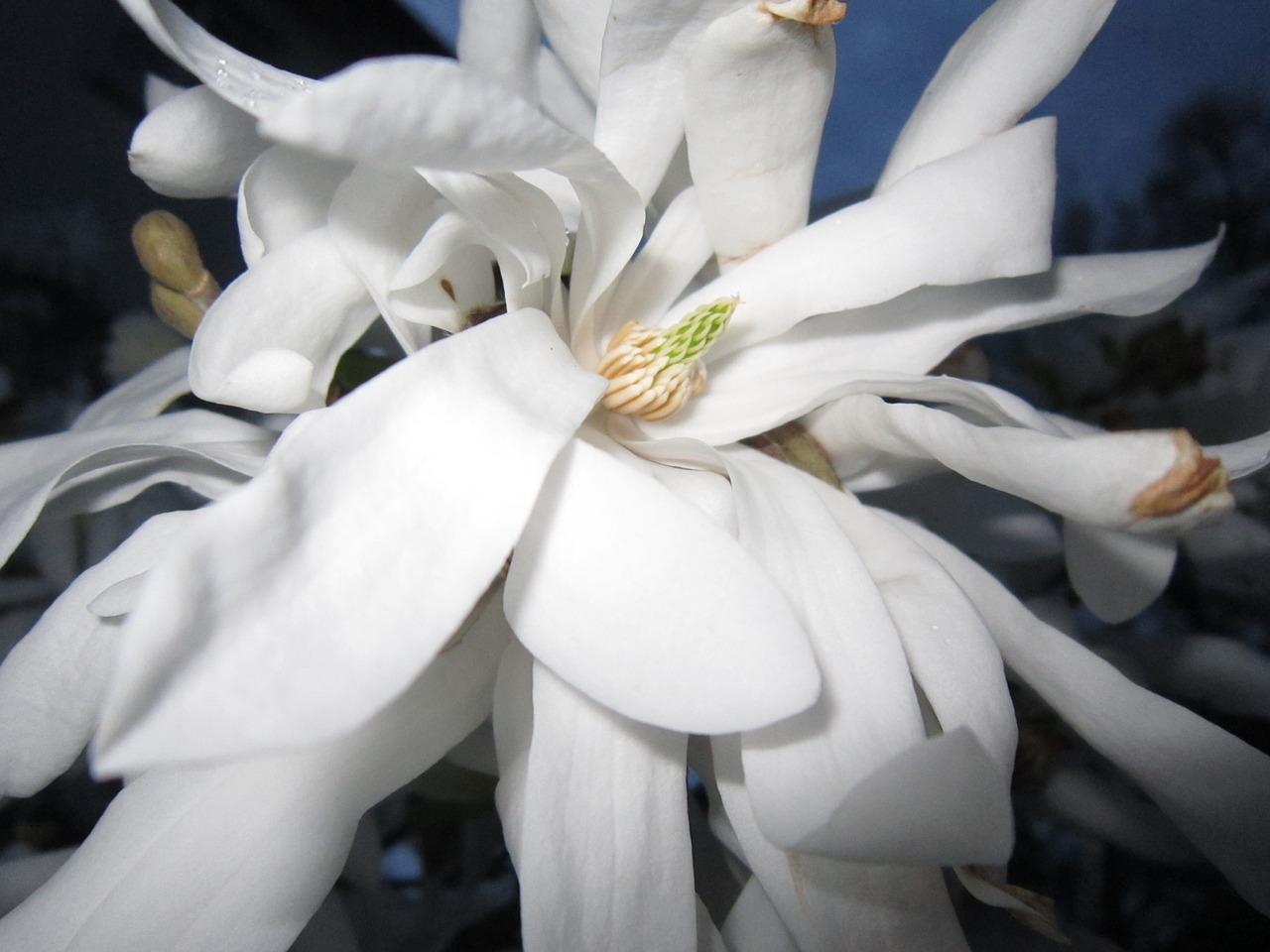 blossom bloom white free photo