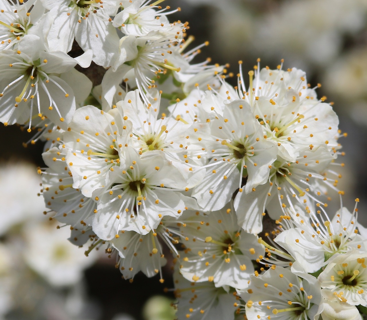 blossom plum blossom spring free photo