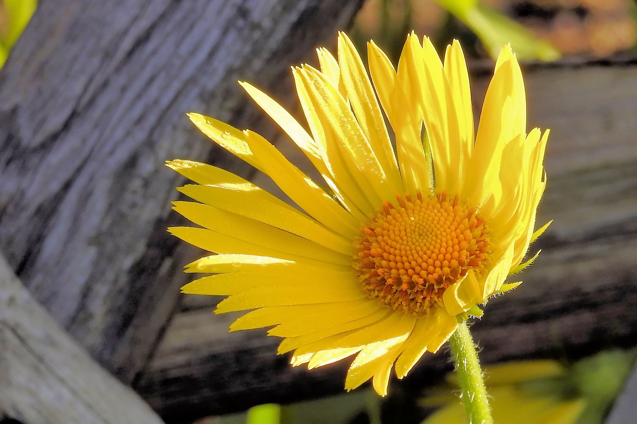 blossom bloom yellow free photo