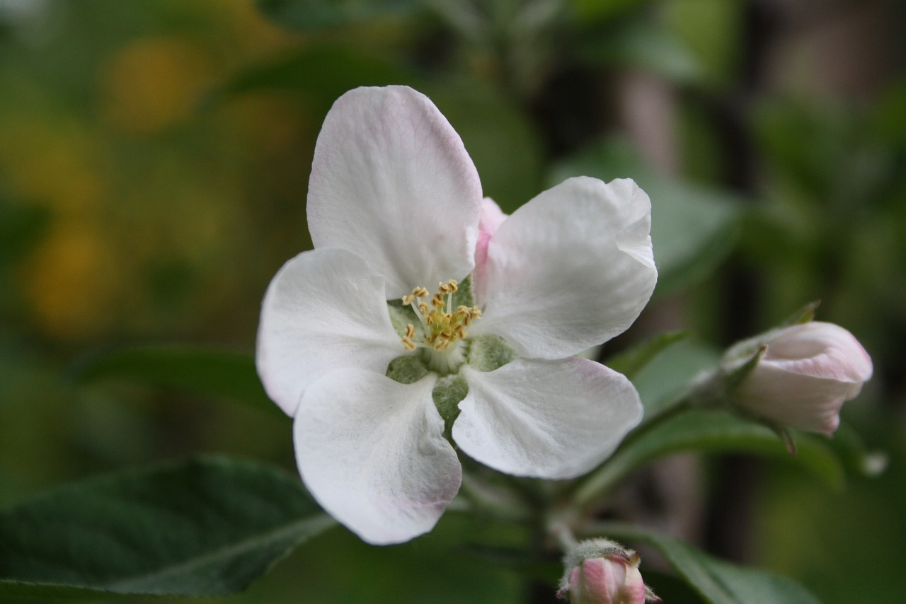 blossom bloom apple free photo