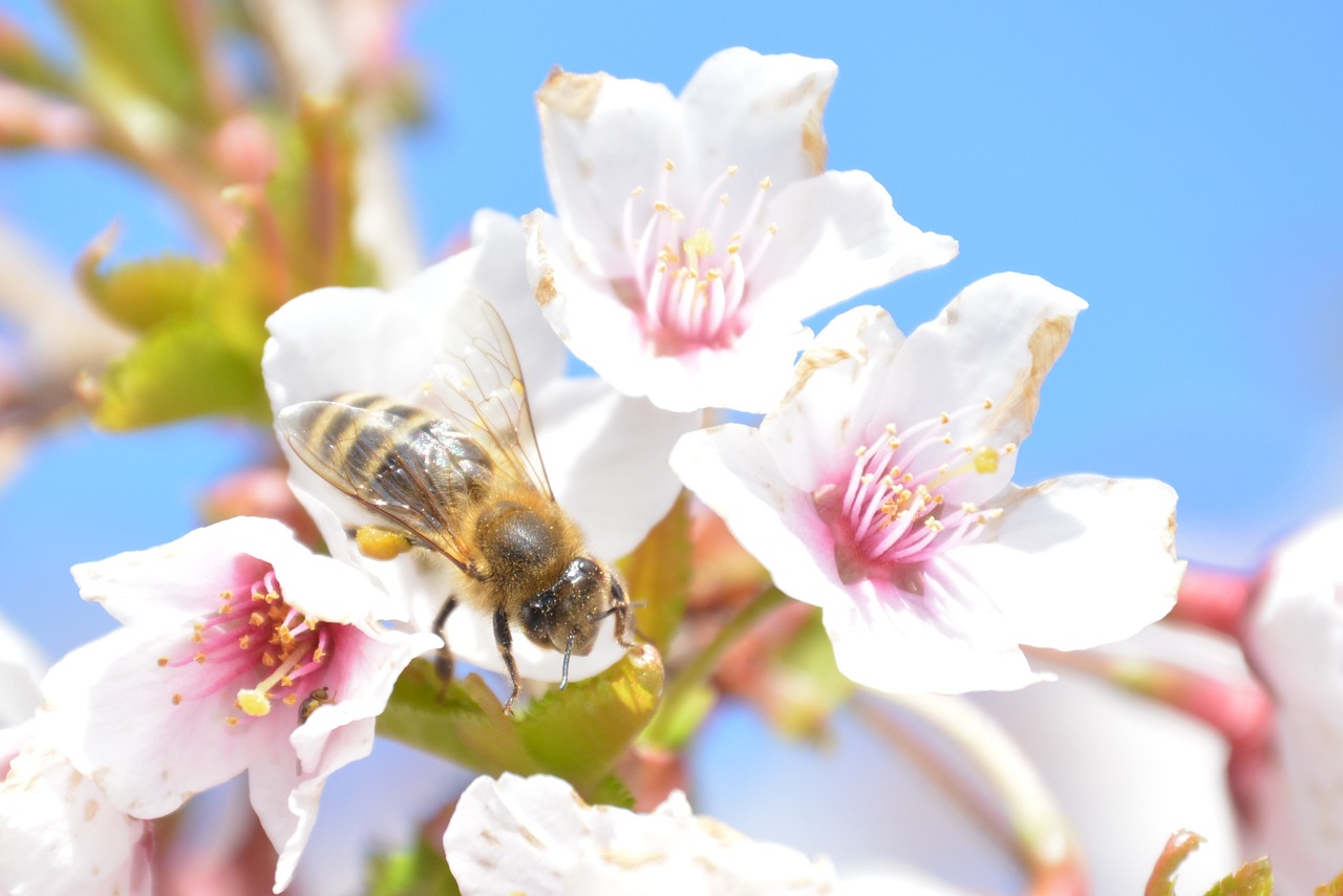 blossom bloom bee free photo