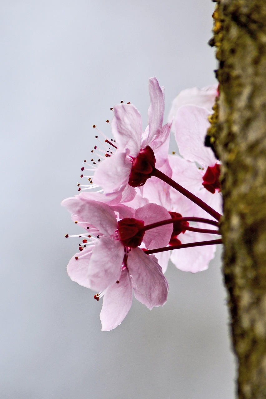 blossom spring flower free photo