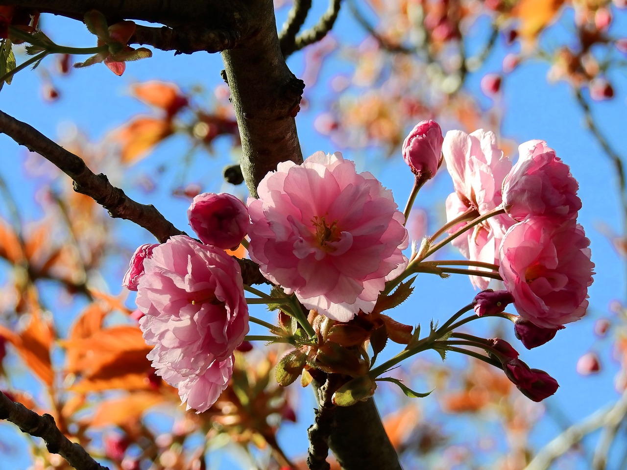 blossom bloom tree free photo