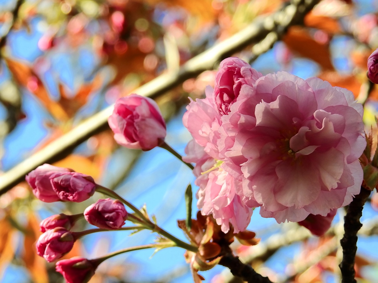 blossom bloom tree free photo