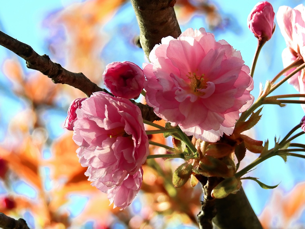 blossom bloom tree free photo