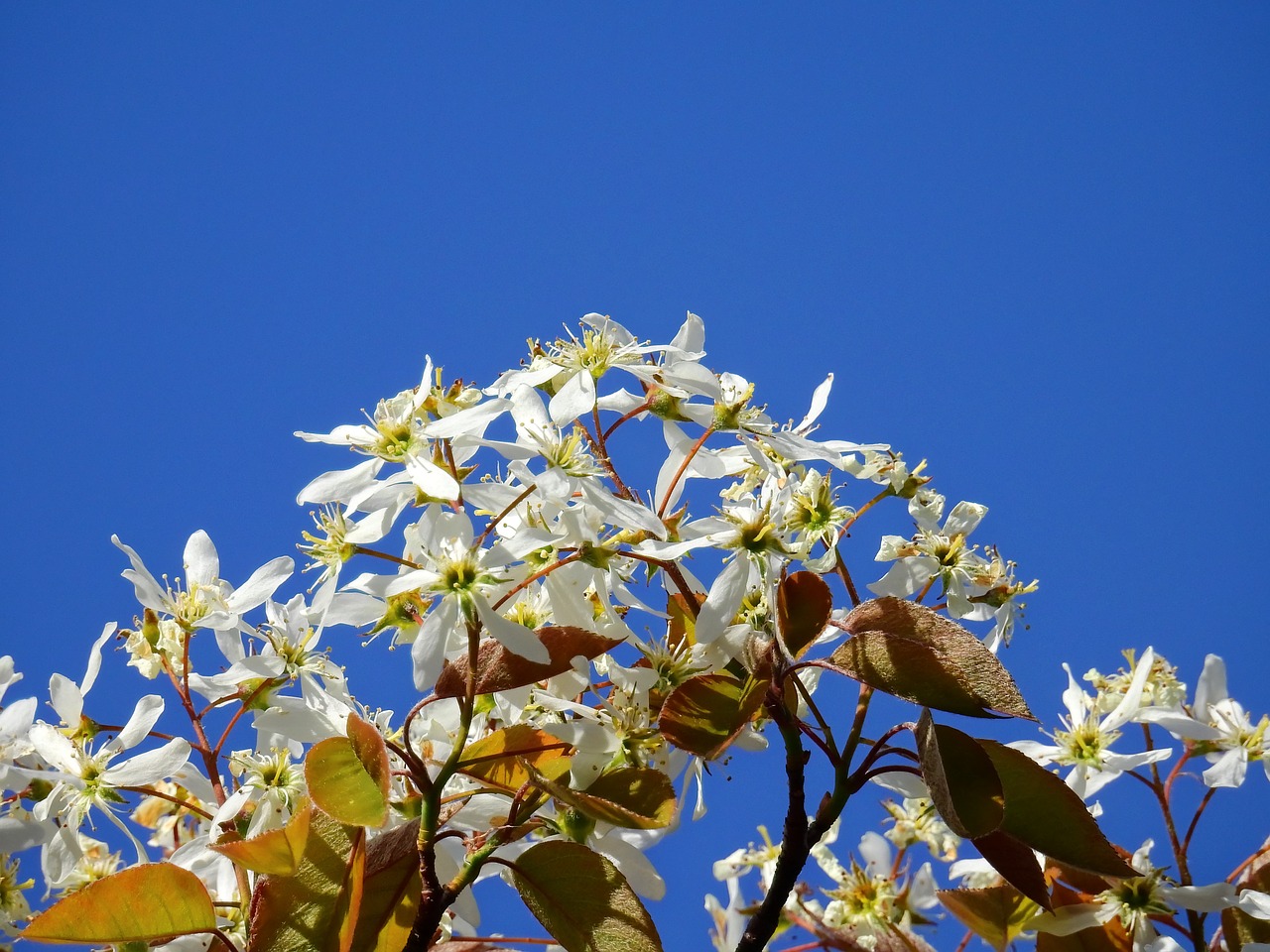 blossom bloom tree free photo