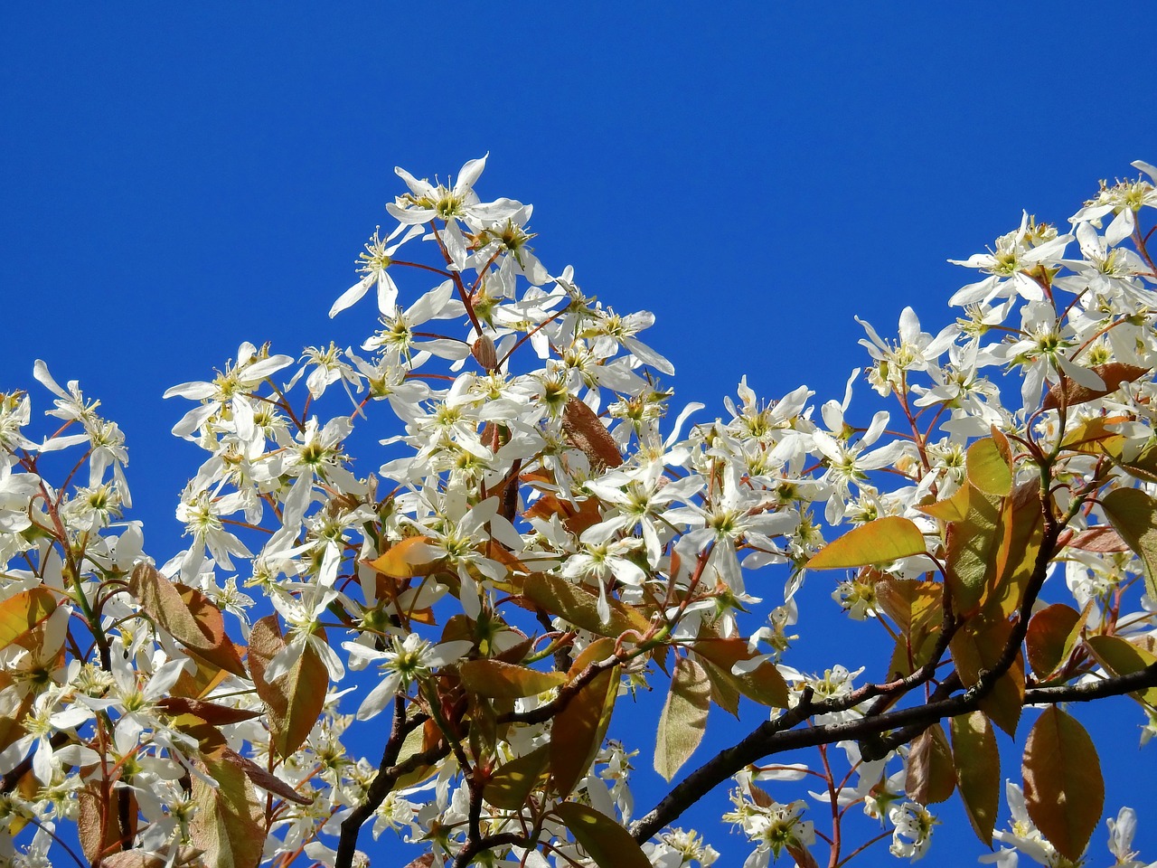 blossom bloom tree free photo