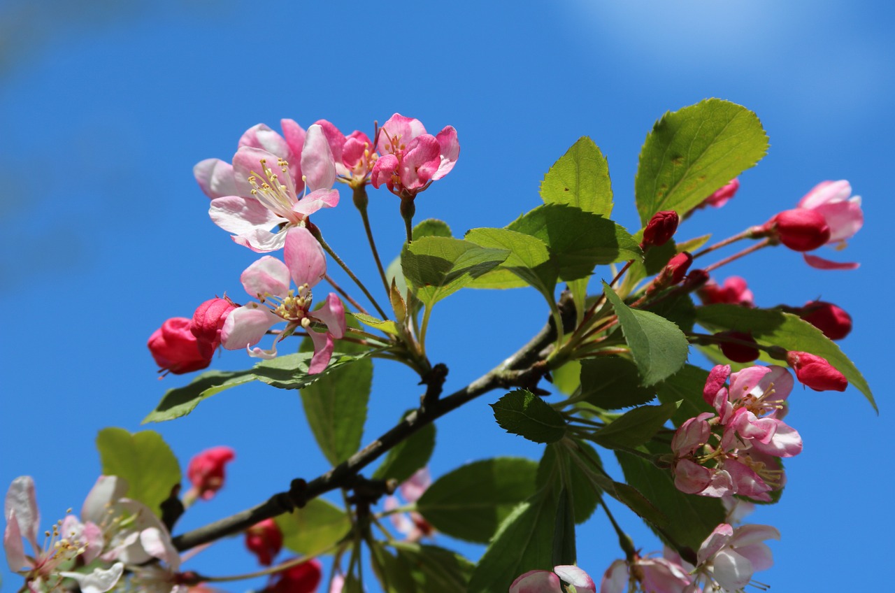 blossom pink white free photo