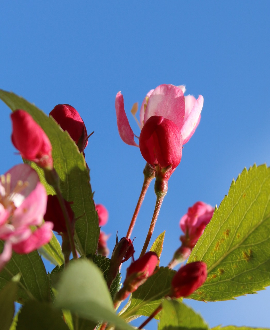 blossom pink white free photo