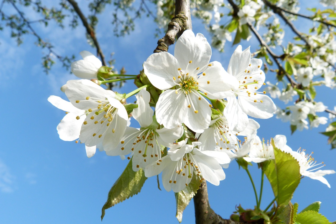 blossom bloom cherry blossom free photo