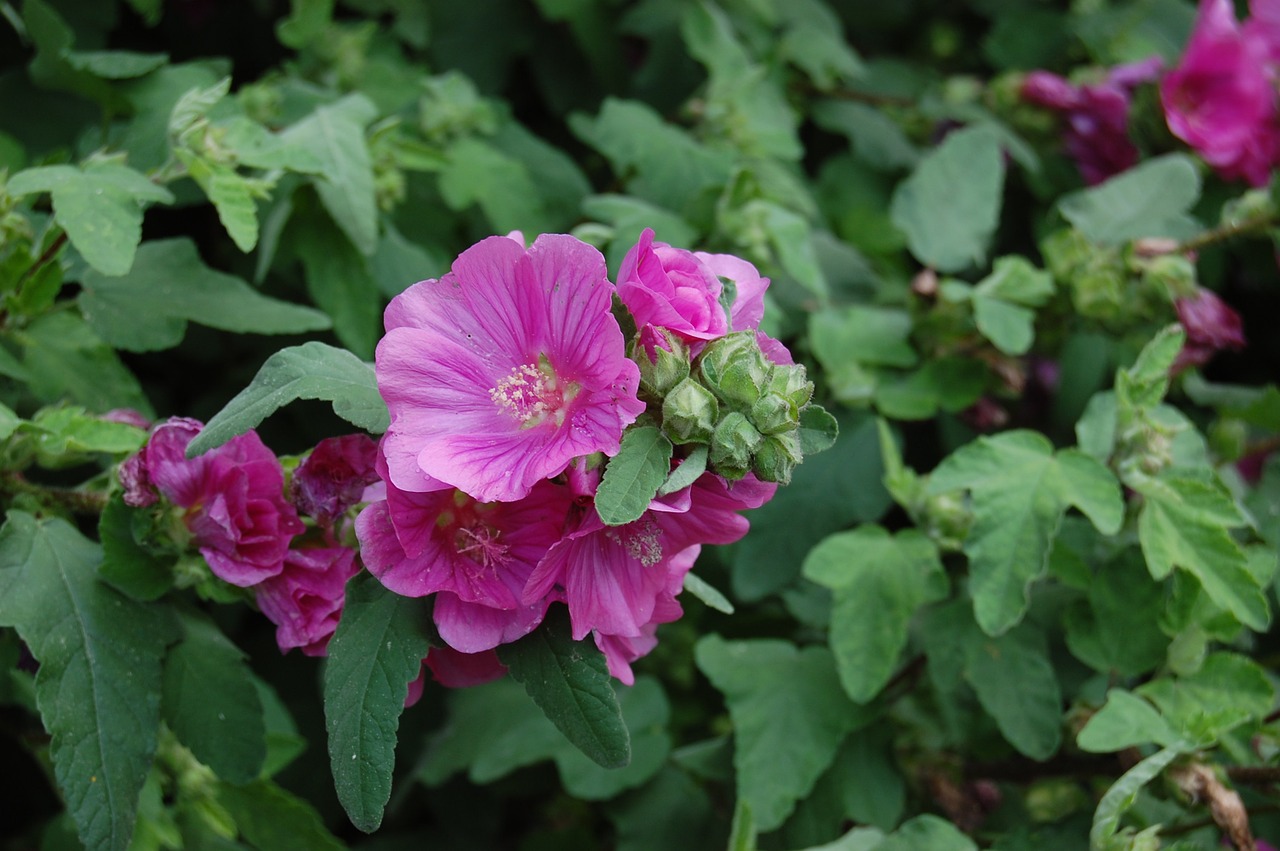 blossom bloom hibiscus free photo