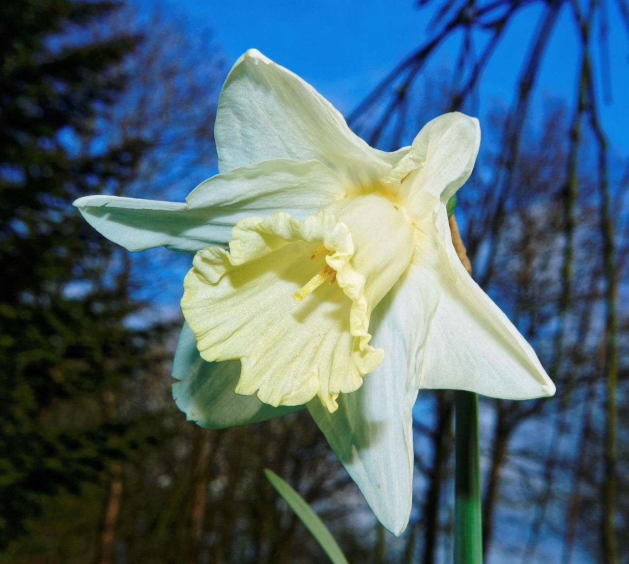 blossom bloom narcissus free photo