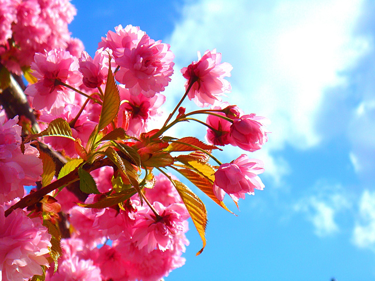 blossom sunlight pink free photo