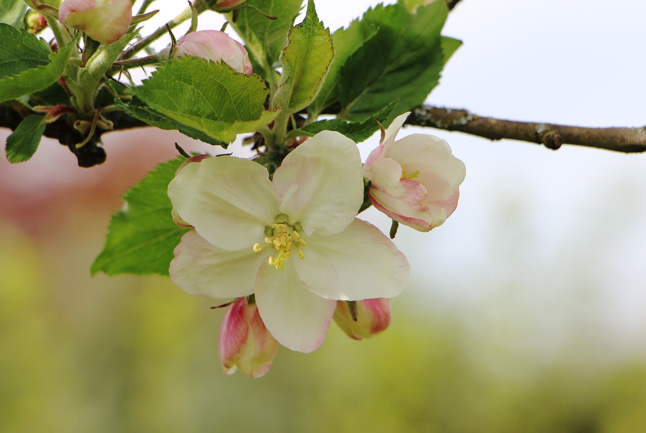 blossom bloom apple tree free photo