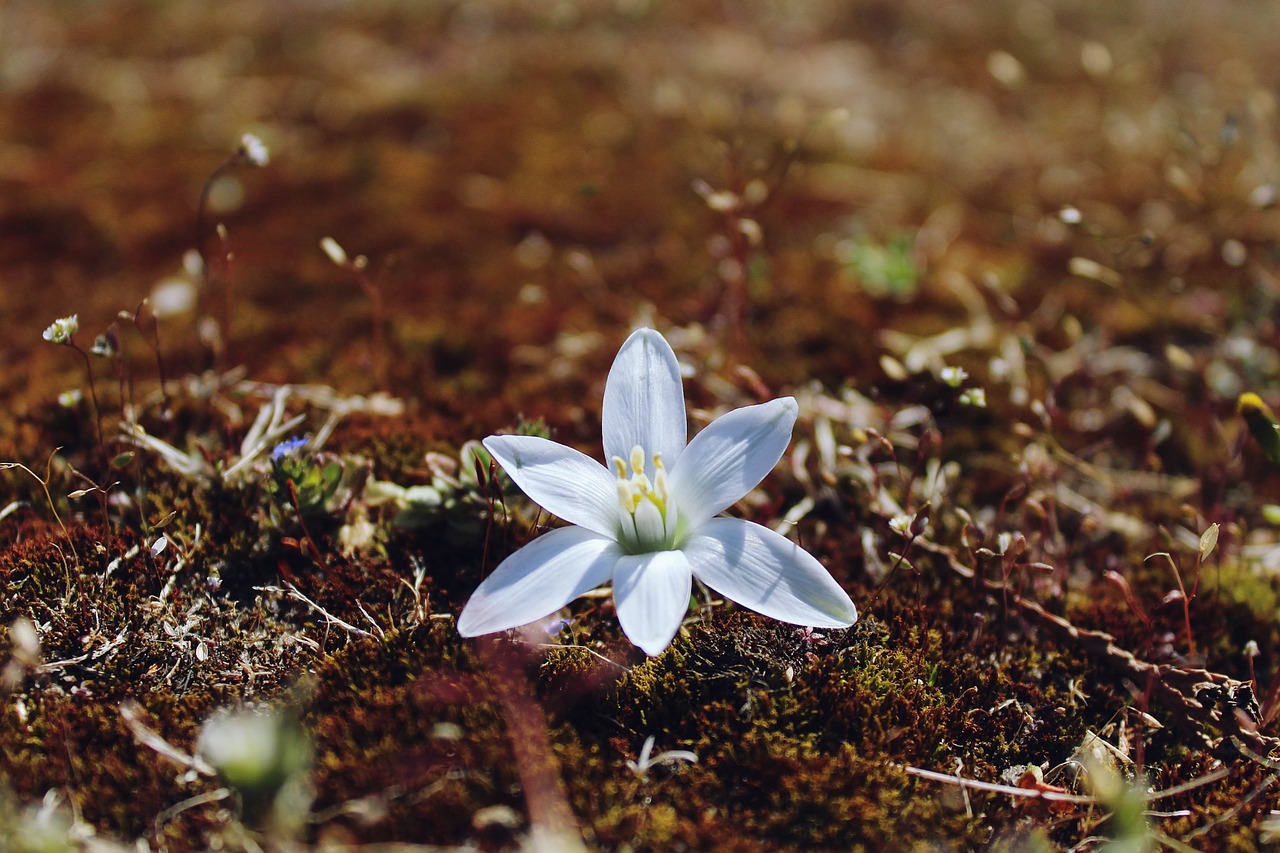 blossom bloom blueme free photo