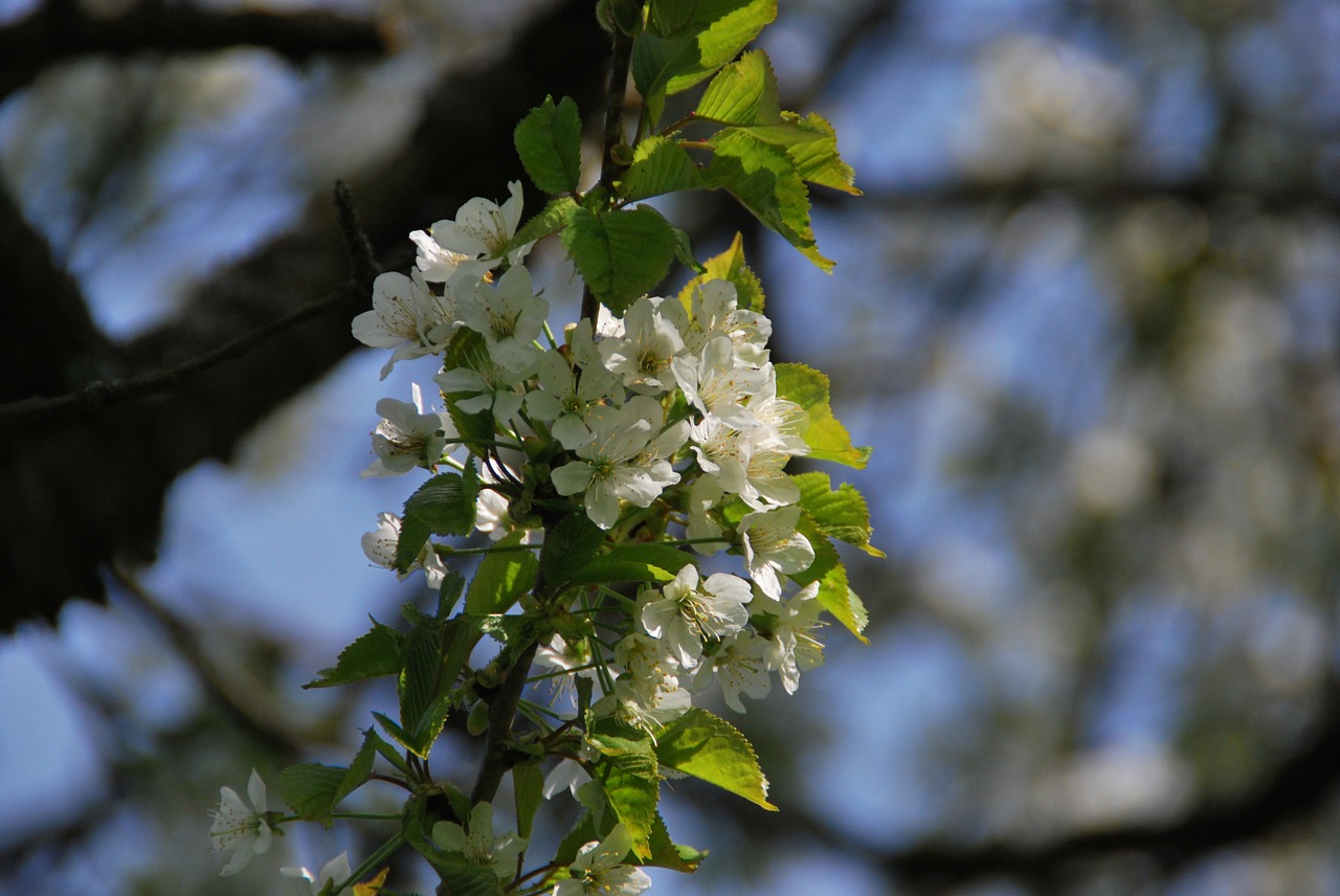 blossom fruit tree spring free photo