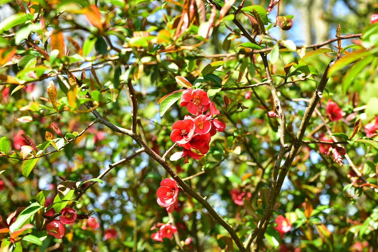 blossom bloom red flower free photo