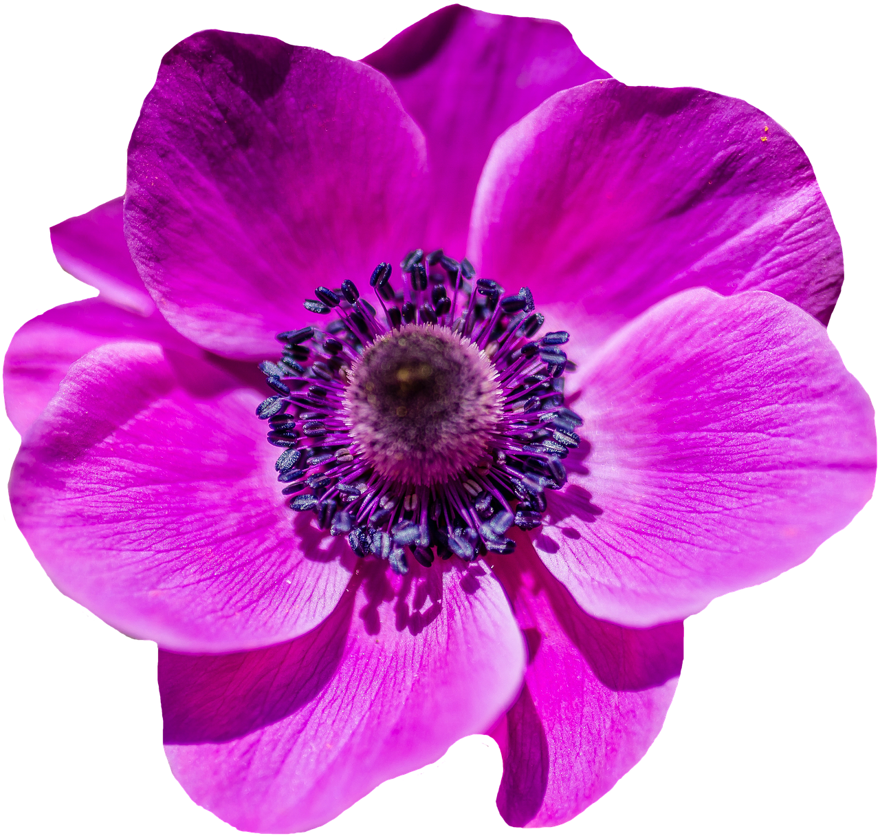 poppy flower blossom bloom free photo