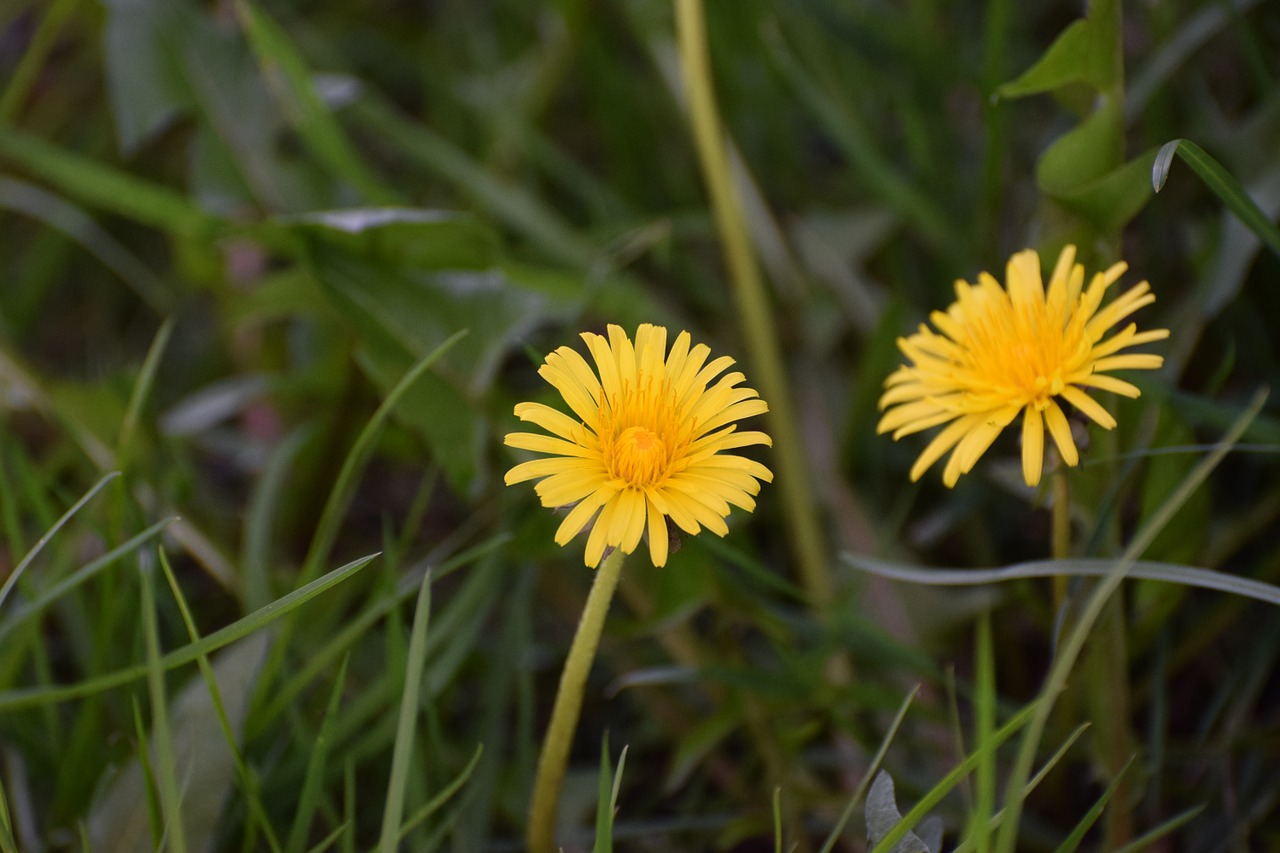 blossom bloom yellow flower free photo