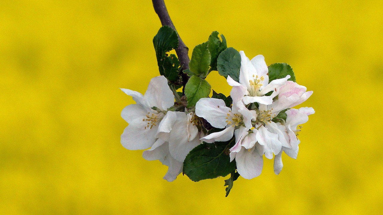 blossom bloom apple blossom free photo