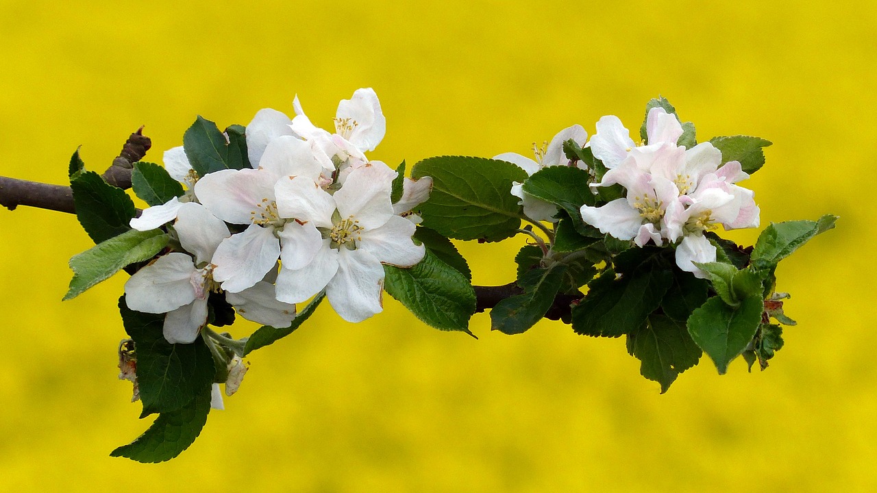 blossom bloom apple blossom free photo