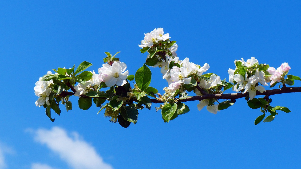 blossom bloom apple blossom free photo