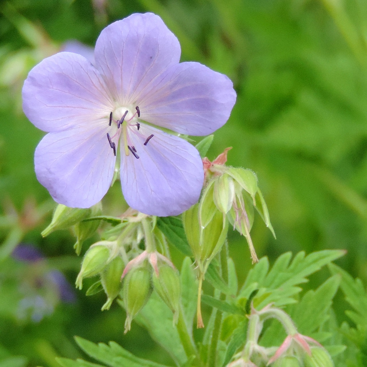 blossom bloom flower free photo