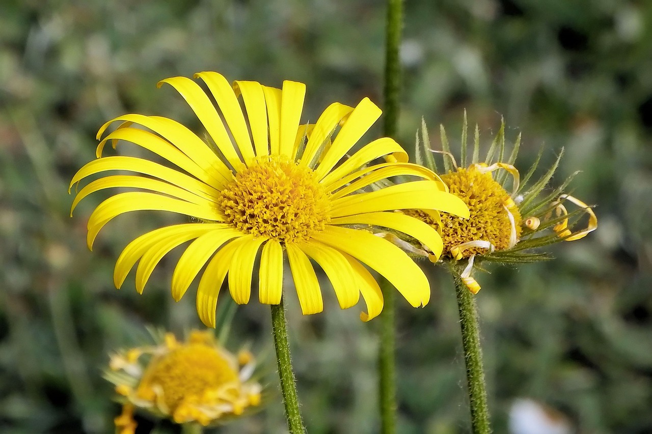 blossom bloom yellow free photo