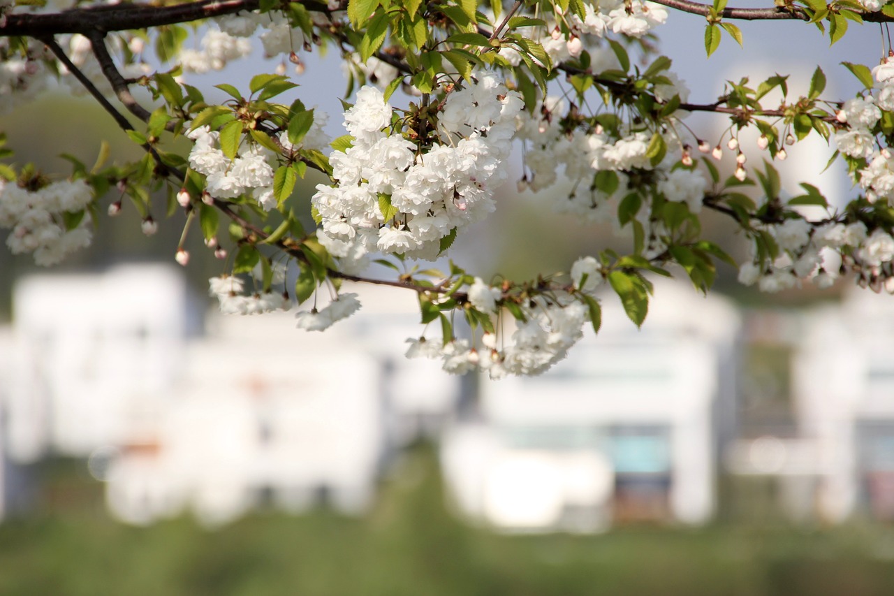 blossom bloom tree free photo