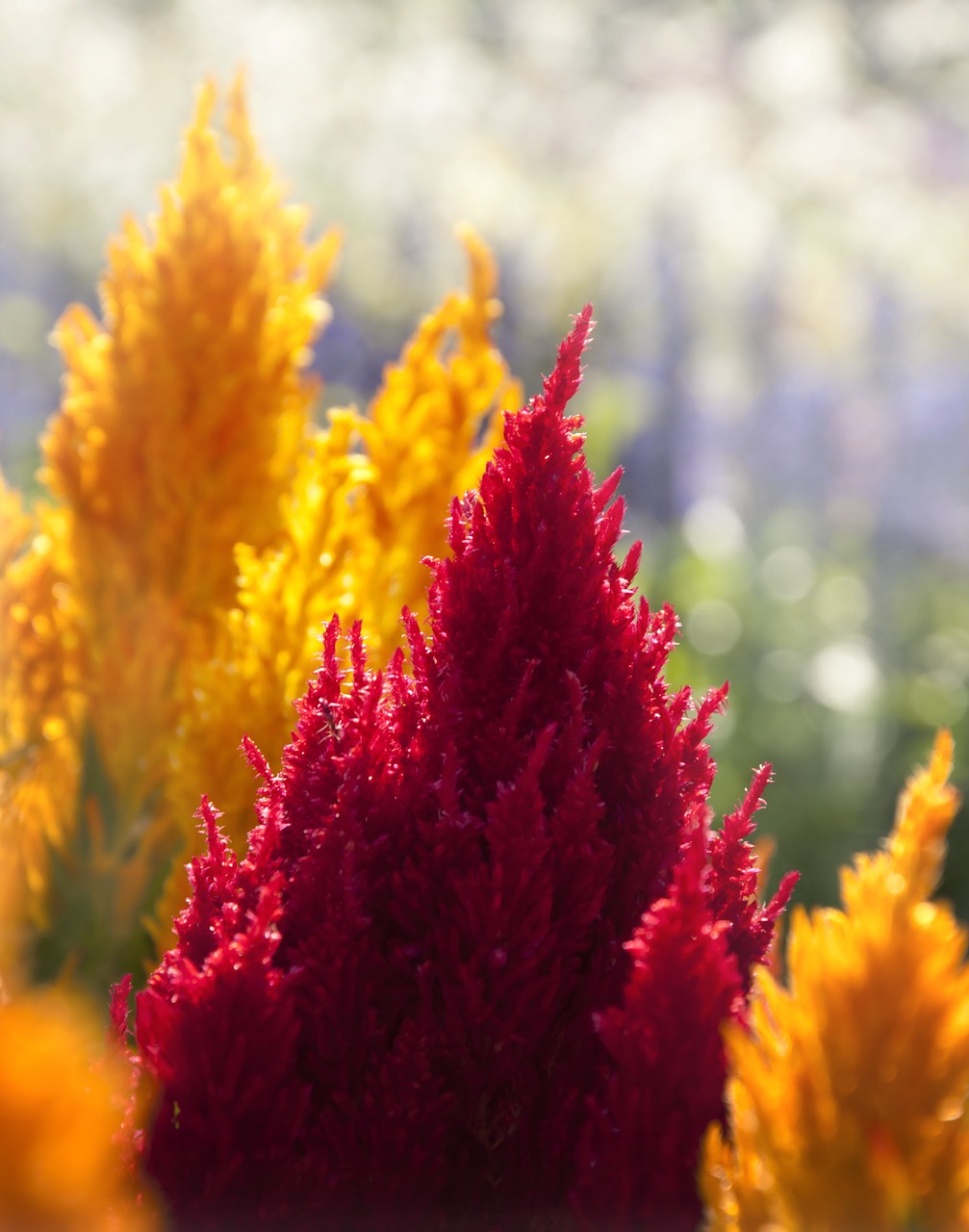 celosia cockscomb blossom free photo