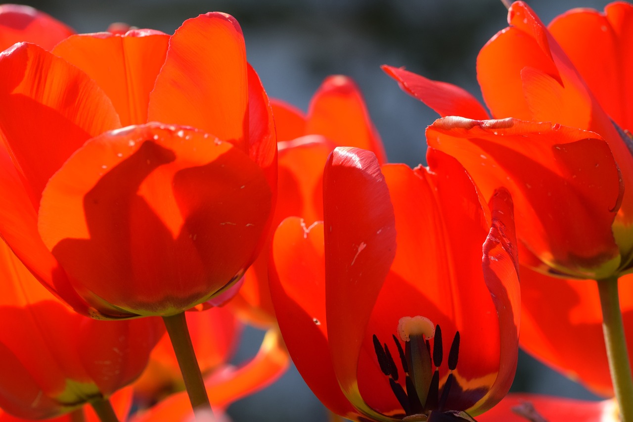 blossom bloom flower free photo