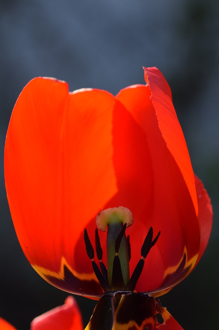 blossom bloom flower free photo