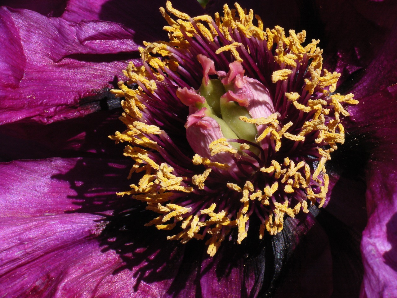 blossom bloom peony free photo