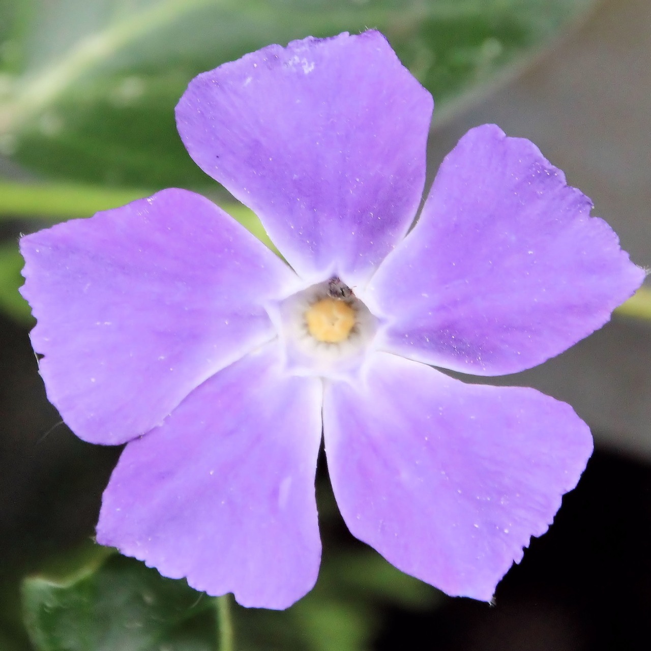 blossom bloom violet free photo