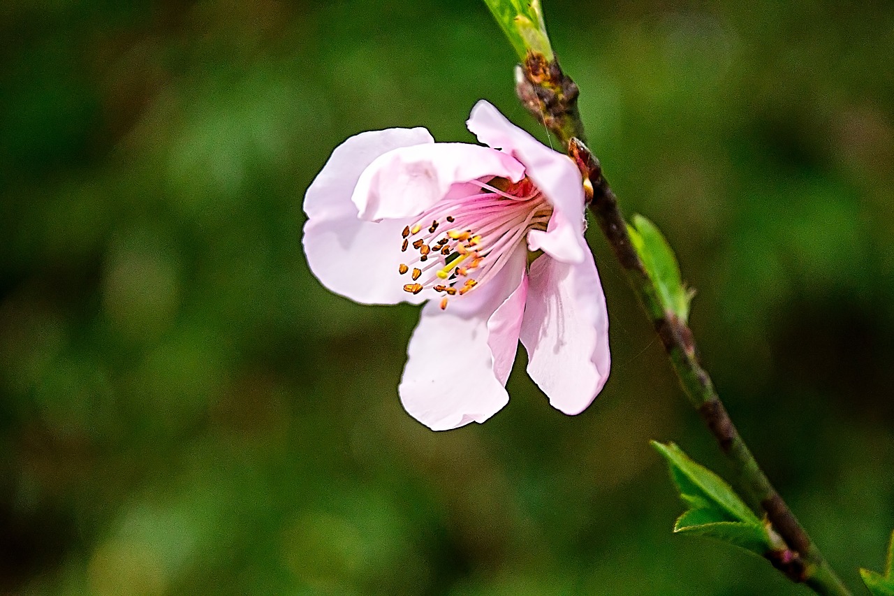 blossom pink cherry free photo