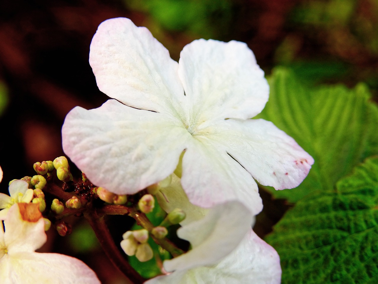 blossom bloom flower free photo