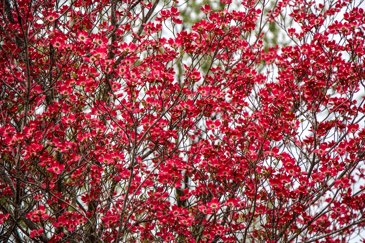 blossom red spring free photo