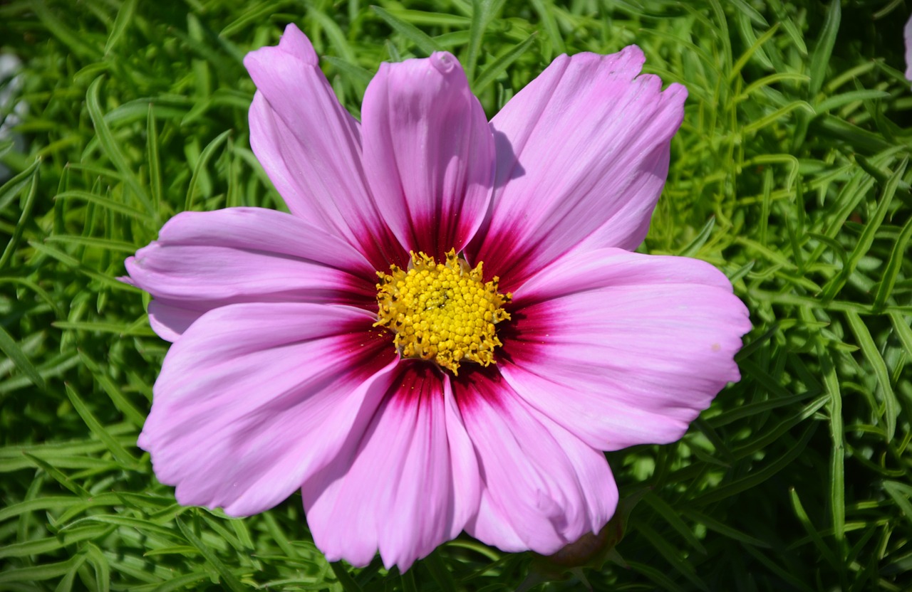 blossom bloom flower free photo