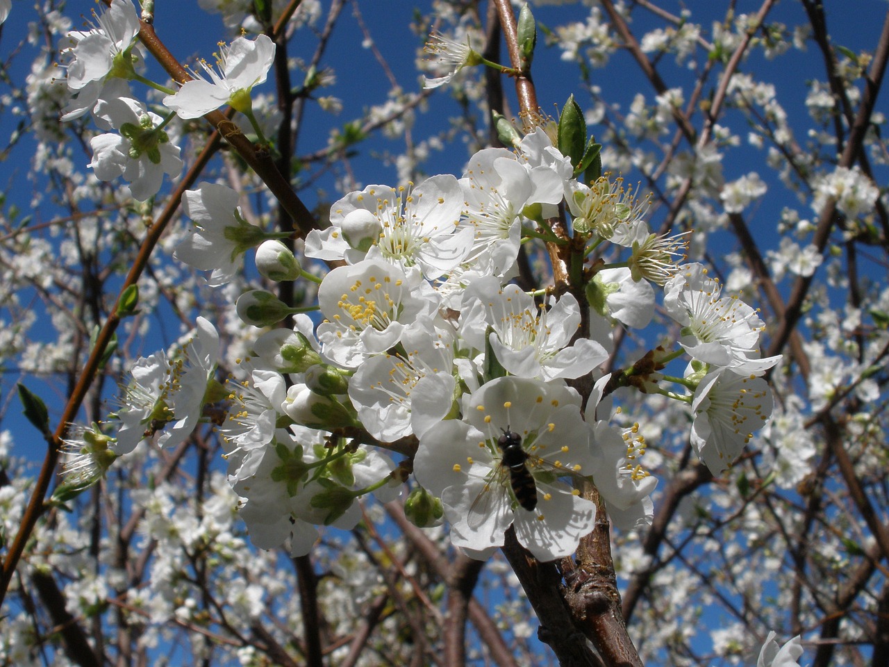 blossom flower white free photo