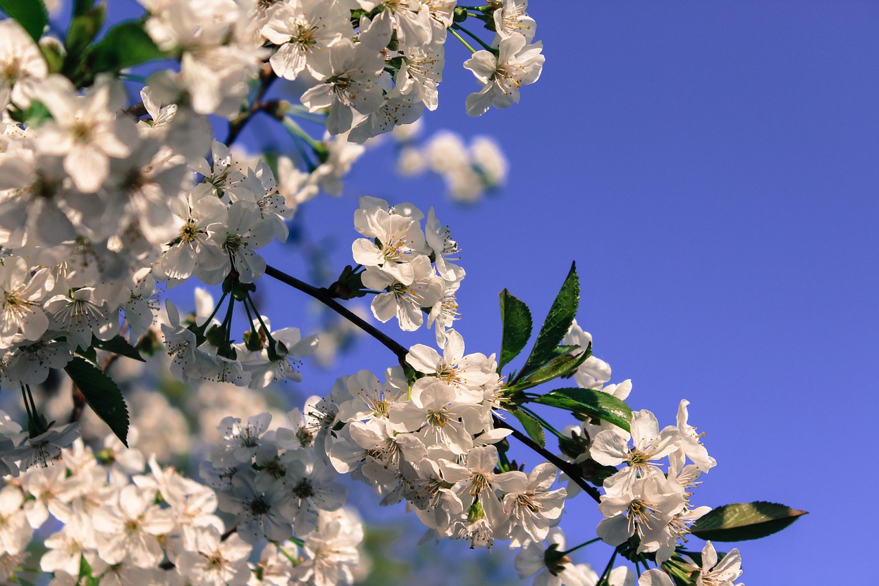 blossom blue sky free photo