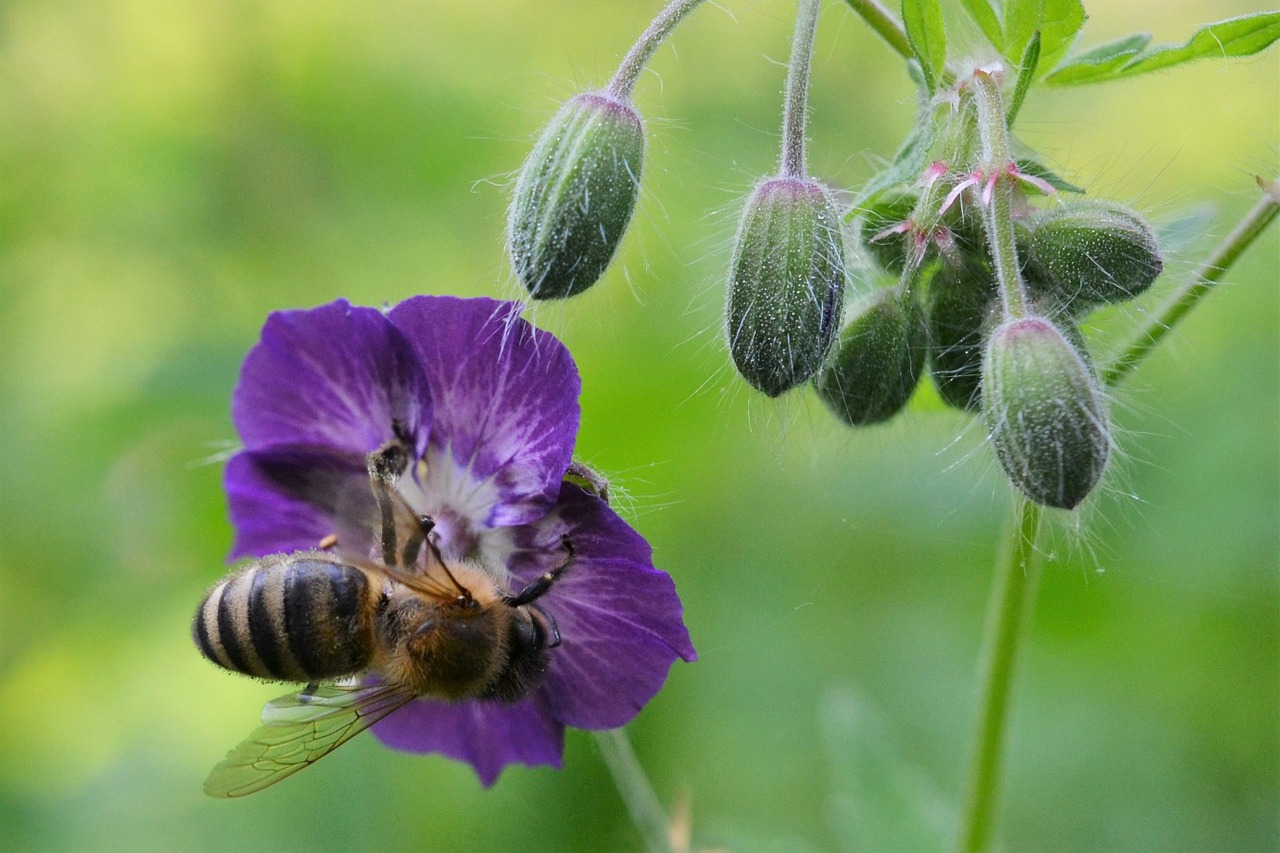 cranesbill blossom bloom free photo